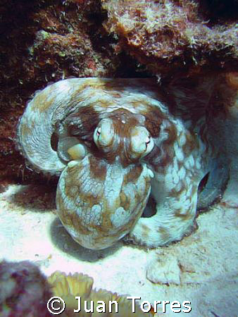 Common octopus.  Taken in Bonaire, Canon S70.  by Juan Torres 