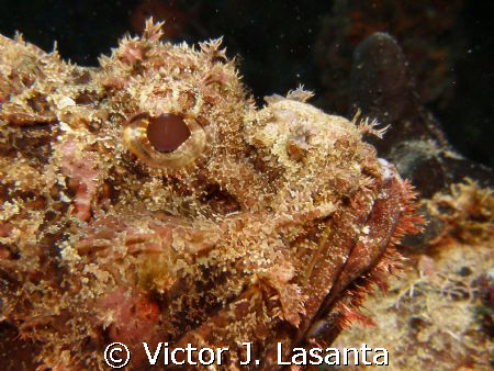 close up to a rock fish at crash boat dive site in aguadilla by Victor J. Lasanta 