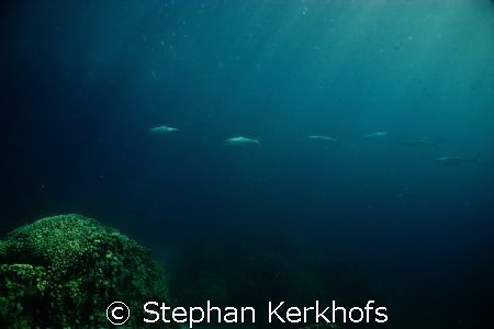 Milkfish (Chanos chanos) taken at Middle garden Sharm el ... by Stephan Kerkhofs 