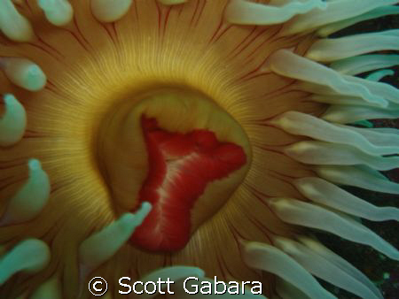 fish eating anemone, urticina piscivora by Scott Gabara 