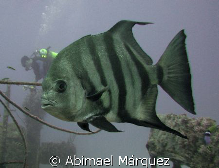 Atlantic Spadefish, JBK Barge, St. Thomas by Abimael Márquez 