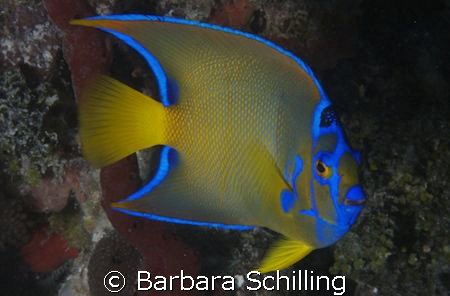 Queen Angelfish showing his best side! Taken with a Canon... by Barbara Schilling 