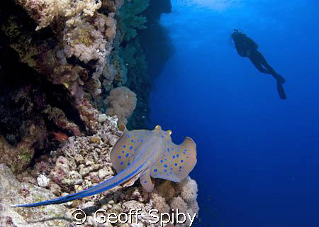 blue spotted ray Nikon D-200 with 10.5mm lens by Geoff Spiby 