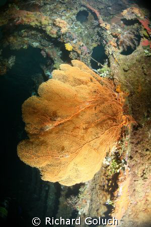 Gorgonian sea fan inside Unkai Maru by Richard Goluch 