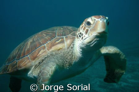 Turtle posing in the Canary Island underwater paradise. by Jorge Sorial 