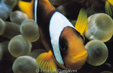 Amphiprion bicinctus (Two-banded anemonefish), Elphinston... by Emanuel Gonçalves 