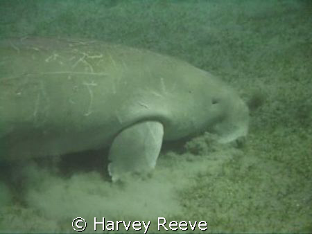 Lunch time for the Dugong by Harvey Reeve 
