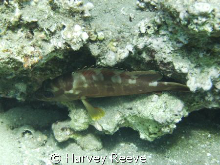 Lizardfish taken in natural light by Harvey Reeve 
