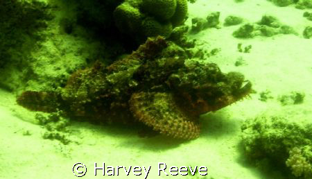 Bearded scorpionfish
 by Harvey Reeve 