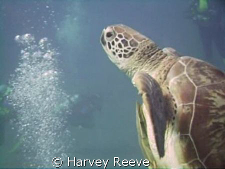 turtle by Harvey Reeve 