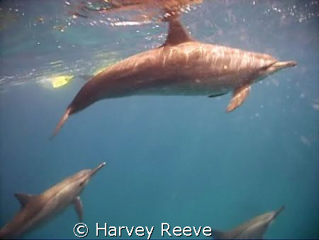 Spinner Dolphin by Harvey Reeve 