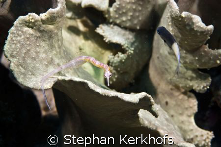 Red sea pipefish (Corythoichthys sp.) on a leather coral ... by Stephan Kerkhofs 