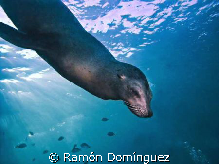 Female sea lion flirting. Sea of C>ortéz. by Ramón Domínguez 