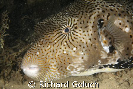 Large Puffer Fish by Richard Goluch 