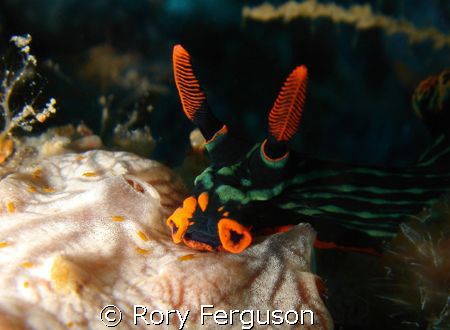 Dusky Nembrotha and friends. Maumere bay Flores.
Sony T3 by Rory Ferguson 