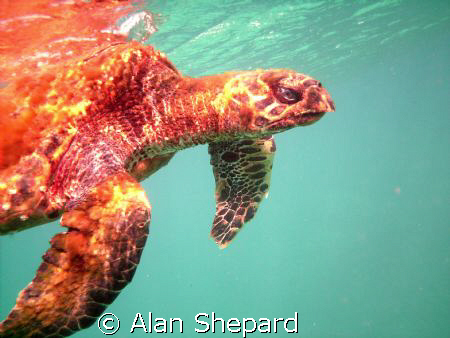This Hawk Billed Turtle was sick and dying.  I followed i... by Alan Shepard 
