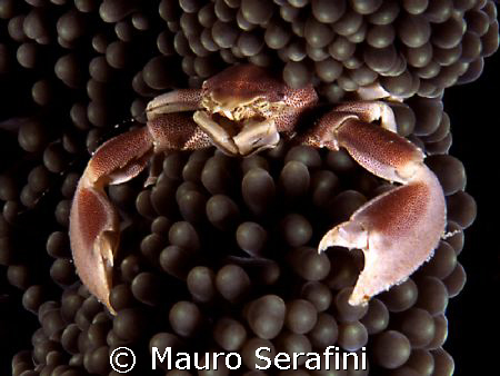 porcelain crab by Mauro Serafini 