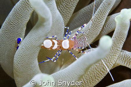 Spotted Cleaner Shrimp by John Snyder 