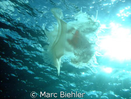 Jelly fish in the sun. Bora Bora. sony cybershot T5 by Marc Biehler 