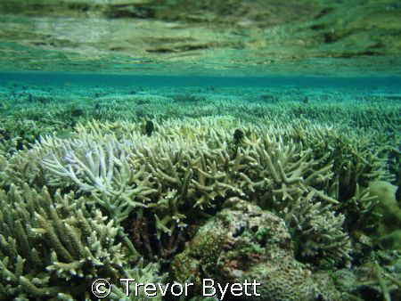 snorkling coral gardens tongatapu  by Trevor Byett 