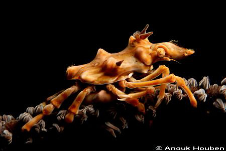 Xeno crab, Xenocarcinus tuberculatus. Picture taken at Ga... by Anouk Houben 