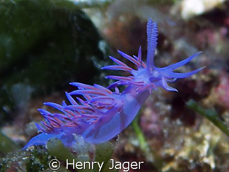Flabellina from Elba, Italy (Olympus E330, macro lens 50mm) by Henry Jager 