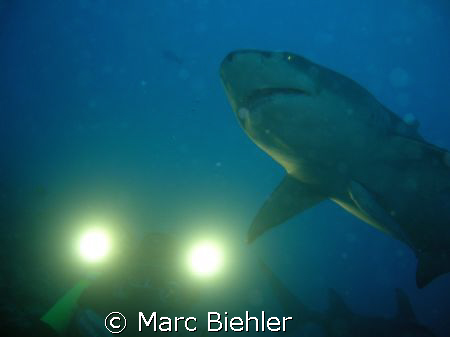 Shooting of a lemon shark, Bora Bora sony cybershot T5 by Marc Biehler 