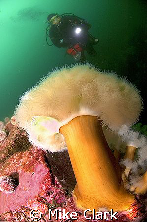 CFWA plumose anemone and diver. Nikon d70 with 10.5 mm le... by Mike Clark 