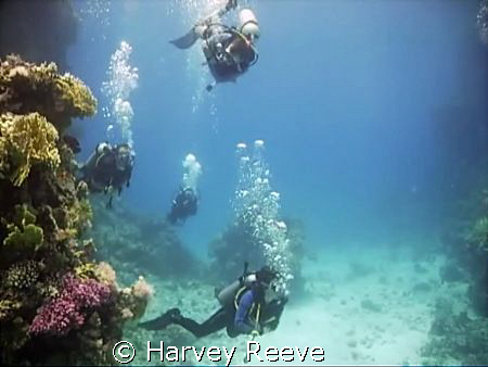 leisurely dive by Harvey Reeve 