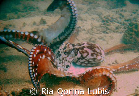Dancing Octopus by Ria Qorina Lubis 