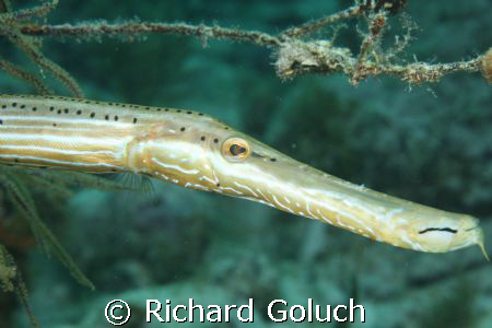 Trumpet Fish by Richard Goluch 
