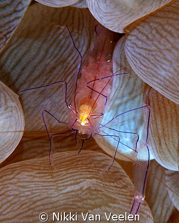 Bubble shrimp with eggs taken at Shark Observatory with E... by Nikki Van Veelen 