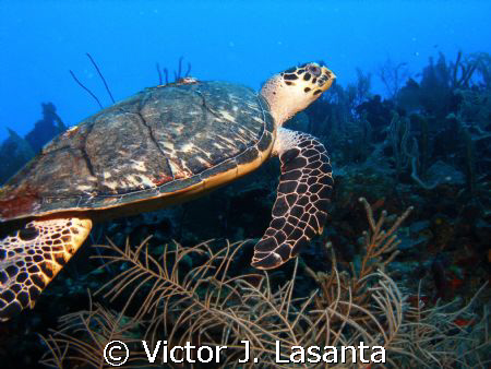  turtle swimming in the blue at v.j.levels dive site in p... by Victor J. Lasanta 