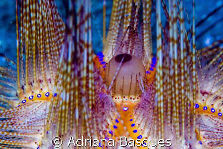 Sea urchin @ Lembeh strait by Adriana Basques 