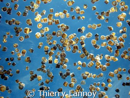 Dice Jellyfishes in Cozumel... by Thierry Lannoy 