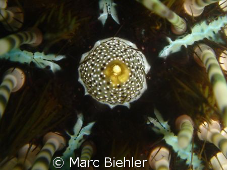 Sea urchin, Bora Bora cybershot T5 by Marc Biehler 