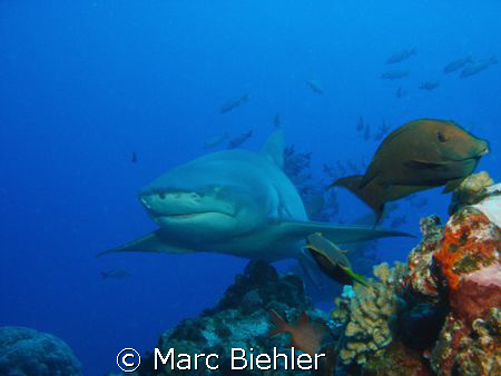 Lemon shark, Bora Bora cybershot T5 by Marc Biehler 