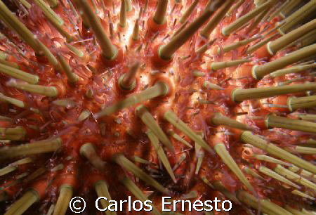 Sea urchin. Olympus c-7070 and YS-60 Stob by Carlos Ernesto 