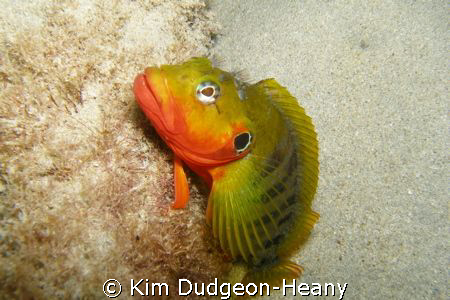 Hairy Blenny on the lookout.


 by Kim Dudgeon-Heany 