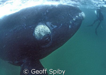 a humbling moment for an underwater hunter ( a Southern R... by Geoff Spiby 
