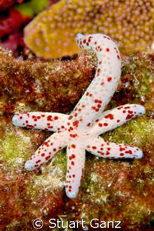 Spotted Linckia, common star in Hawaiian waters.Taken in ... by Stuart Ganz 