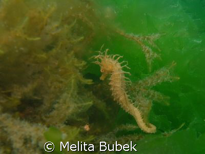 little seahorse (hippocampus ramulosus) in seasalat, izol... by Melita Bubek 