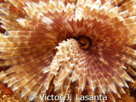 close up look to feather duster worm at crash boat dive s... by Victor J. Lasanta 