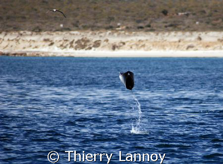 In the Sea of Cortez.....where the mobula rays beleive th... by Thierry Lannoy 