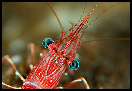 Dancing shrimp - Similan islands - 105 mm macro by Dejan Sarman 
