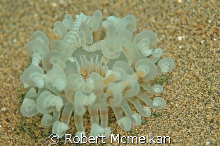 The Lanzarote seabed is full of surprises! Can anyone tel... by Robert Mcmeikan 