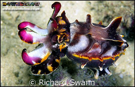 Everyone loves a Flamboyant Cuttlefish ! Sabah Borneo

... by Richard Swann 