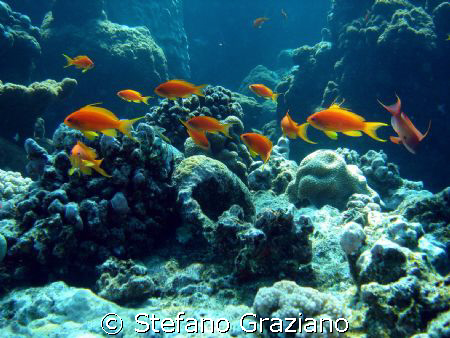 Pseudanthias, spot: dolphin house south red sea by Stefano Graziano 