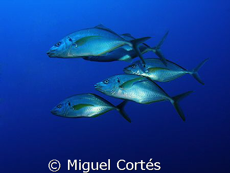 School of white trevallies. by Miguel Cortés 