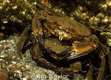 Velvet swimming crabs mating. St. Abbs. Scotland.Nikon D2... by John Naylor 